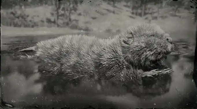 Black and white image of a beaver in the water