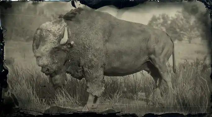 Black and white image of a black bison 