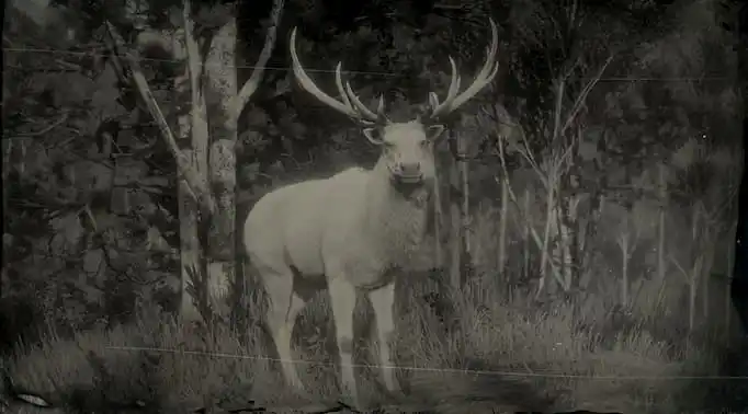 Black and white image of a white elk.