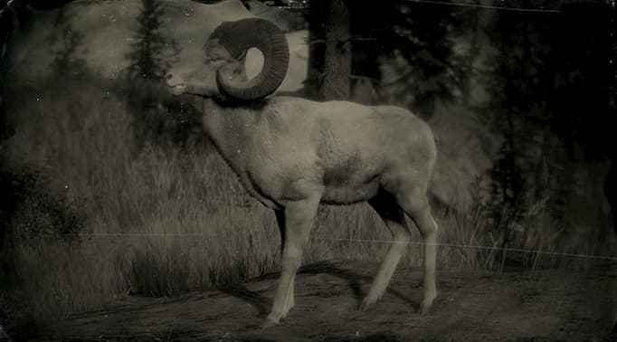 Black and white image of a big horn ram.