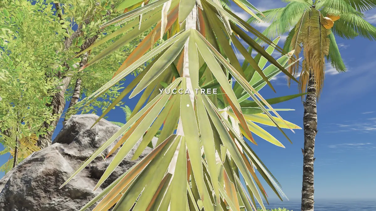 Yucca Tree